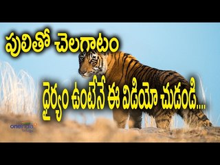 Tiger Eating Man : Watch Exclusive Shocking Video - Oneindia Telugu - video  Dailymotion