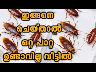 How To Kill And Get Rid Of Cockroaches | Oneindia Malayalam