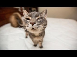 *Try Not To Laugh* Funny Cat Fails Compilation 2017 | Funny Videos 2017  by Life Awesome