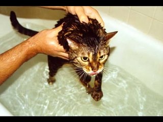 TRY NOT TO LAUGH OR GRIN - Funny Cat Fails Compilation 2016