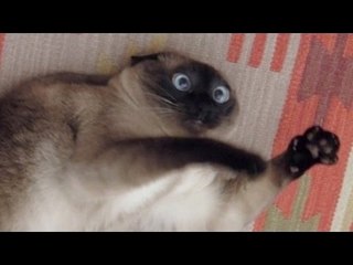*Life Awesome* Funny Cat Cute Compilation 2017 | The Funniest ANIMAL Videos