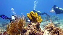 Scuba Diving @ Columbia Shallow, Cozumel, Mexico