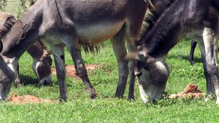 En Afrique du Sud, les braconniers s'en prennent aux ânes