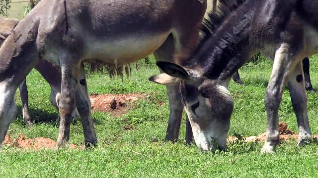En Afrique du Sud, les braconniers s'en prennent aux ânes