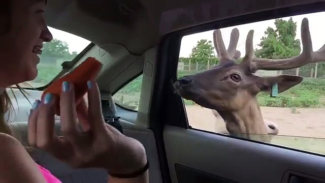 Girl completely freaks out during animal feeding at wildlife park