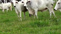 saison de reproduction naturelle, l'accouplement, l'élevage, Fazenda Santa Rita De Cassia,