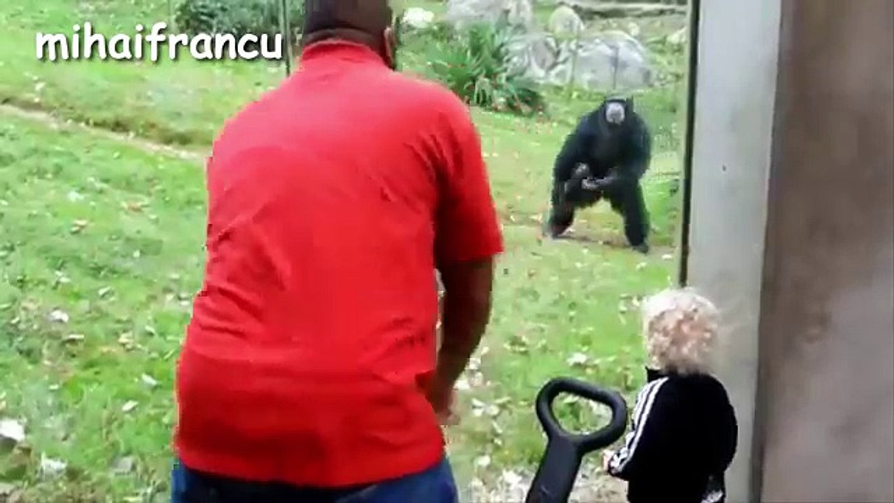 Top 10 Funny Monkey Videos Compilation 2016 __ NEW HD