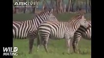 Zebra Mating 2017   Animal Mating HD