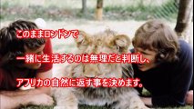 【号泣】幼いライオンを救った恩人に再会…百獣の王ライオンが見せた反応に世界が涙した 【世界が感動】