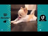 Try Not To Laugh or Grin - Funny Vines Animals Fails Compilation 2017 (Part 3) | Life Awesome