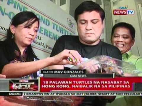 QRT: 18 Palawan turtles na nasabat sa Hong Kong, naibalik na sa Pilipinas
