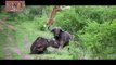 Most Amazing Wild Animal Attacks Lion Baboon Buffalo Crocodile Craziest Animal Fights