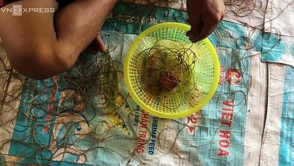 Giăng hàng trăm lưỡi câu bắt cá ngát ở miền Tây