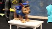 Mutant Paw Patrol! Superhero Animations BATWOMAN _ BATMAN _ CHASE Stop Mo