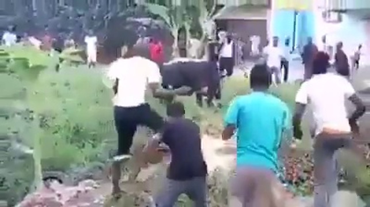 Cow is going to kill a boy