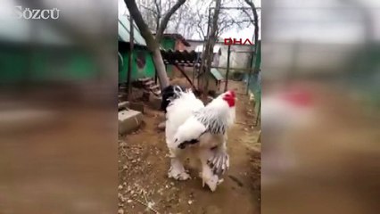 Kosova'daki devasa horoz yoğun ilgi görüyor