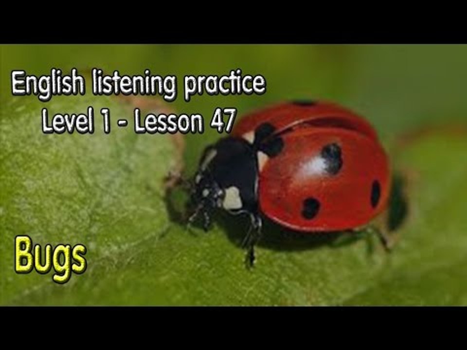 How to improve EnglishListening English for beginner learnerslesson 47Bugs