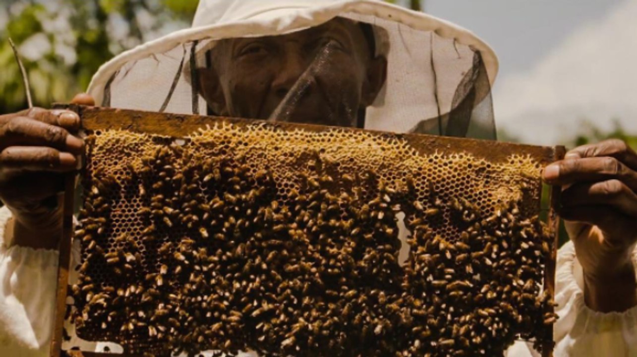 Jamaica Bees