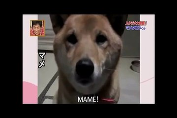 Cette femme demande à son chien d'aboyer "plus doucement", et ce que ce dernier fait alors est tout simplement hilarant