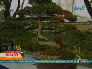 UB: Bonsai show & competition, idinaraos sa QC Memorial Circle (050712)