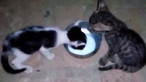 Kitten drinking milk !! Sweet Cats !! Friendly Pets