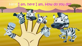 Zebra Finger Family Nursery Rhymes Lyrics