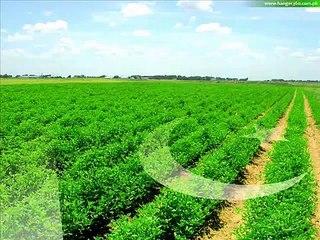 ---pakistani fouj k jawan hain hum