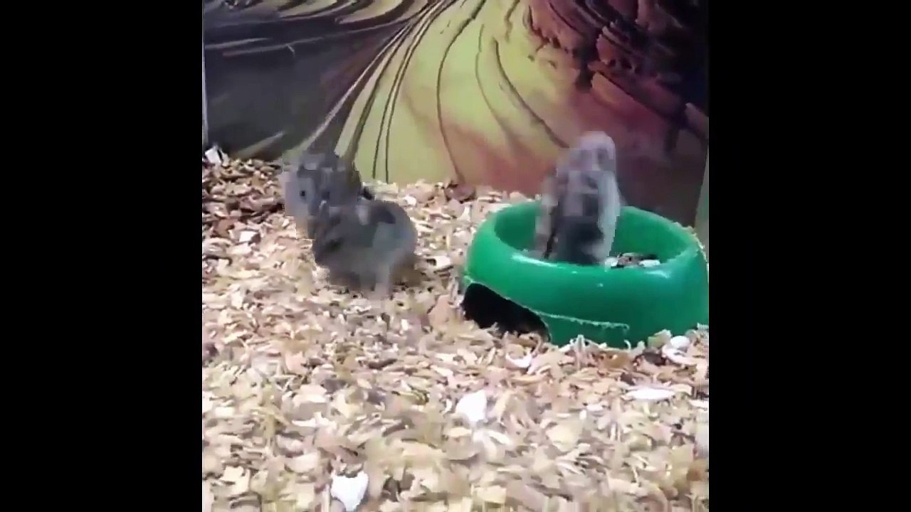 Funny Video #2