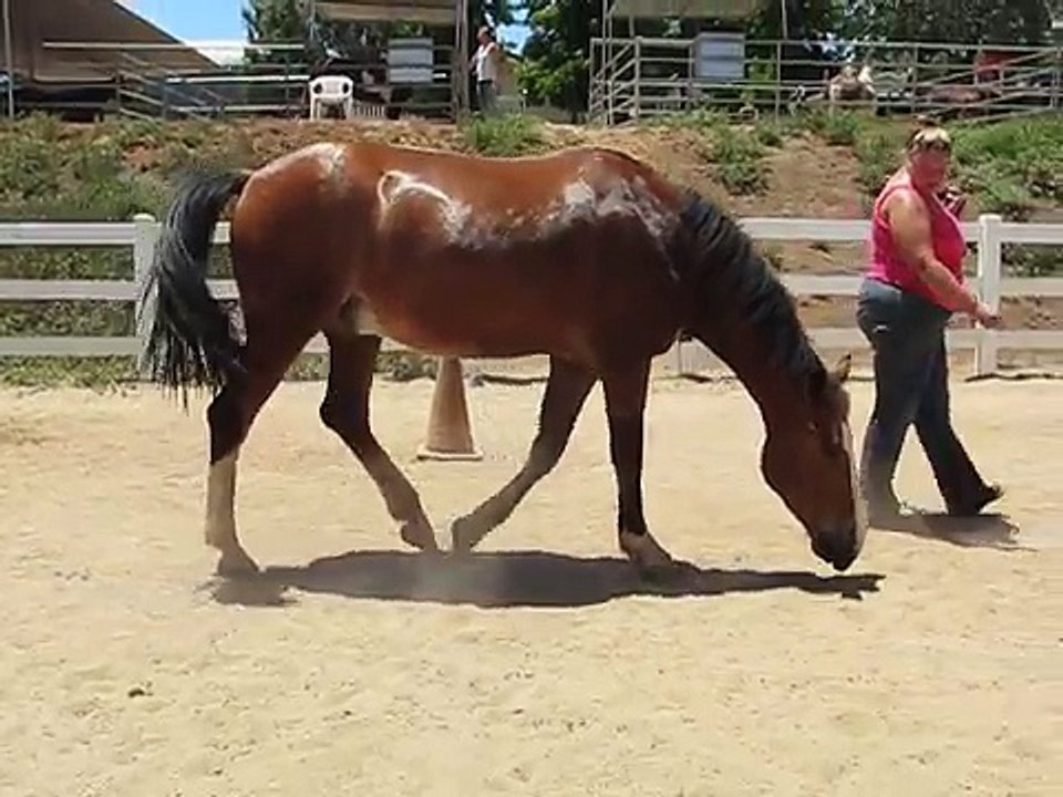 Horse Passing Gas