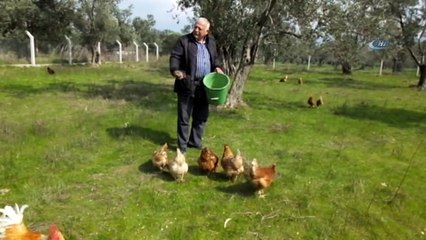 Gezen Tavuk Yumurtalarına Büyük İlgi