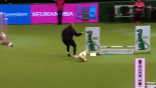 Hilarious Jack Russell Goes Crazy with Excitement at Crufts