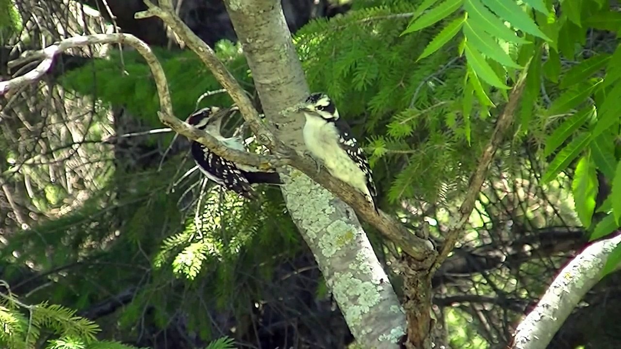 ENTERTAINMENT VIDEO FOR CATS. Winter Birds #4. Finch, Sparrows, Cardinals, Woodpecker, Chi