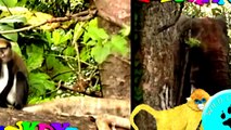 Learn Colors with Animals Surprise Eggs - Colours For Children - with Monkey , Elephant,Li