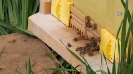 Kuraklık Arıları Vurdu, Üretim Düştü