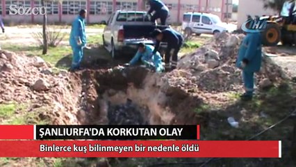 Şanlıurfa’da kuş ölümleri halkı tedirgin ediyor
