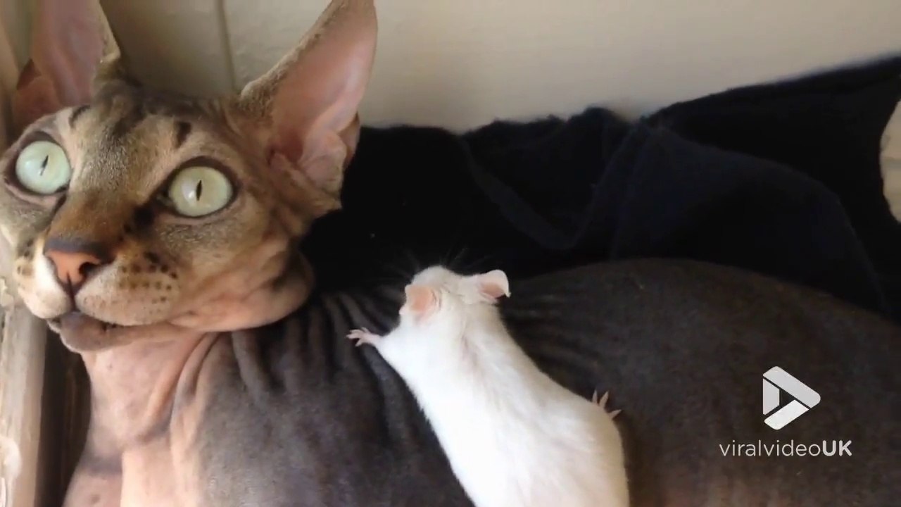 Ce chat Sphynx et cette souris blanche ont l'air très amis!