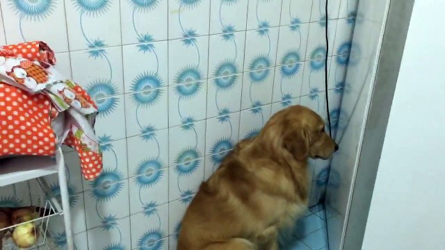 Ce chien vient de manger le gateau et se fait tout petit tellement il se sent coupable