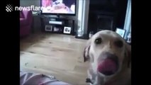 Un chien très bien dresser vous apporte un mouchoir quand vous eternuez