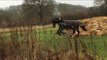 Man Uses Clever Tactic to Halt Runaway Horse