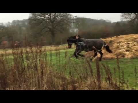 Man Uses Clever Tactic to Halt Runaway Horse