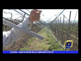 Loconia |  Ladri in azione nelle campagne di notte
