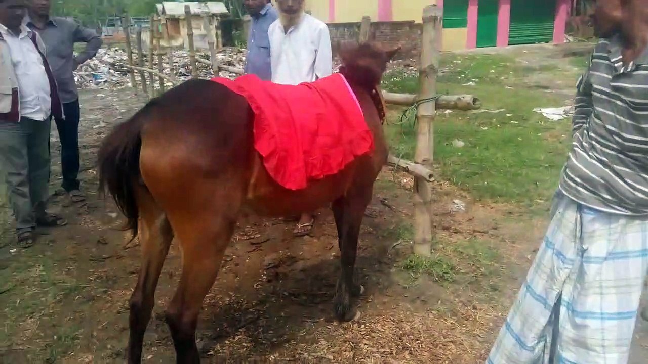 horse