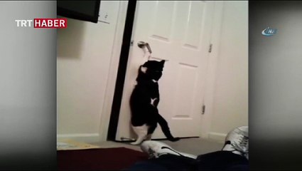 Kendi kapısını açan akıllı kedi