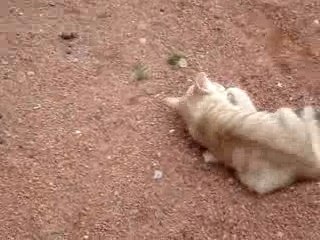 Mon petit chaton "Coquin"