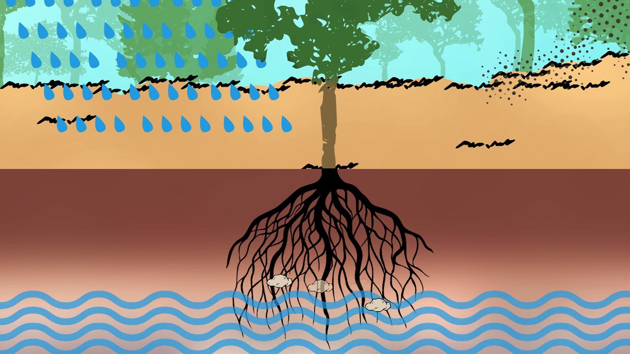 La forêt, le cycle des nutriments et l’exploitation du bois