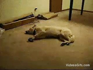 Dog Having Bad Dream