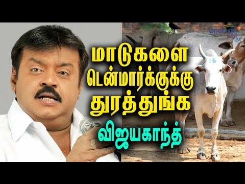 ஜெர்ஸியை திருப்பி அனுப்புங்க:விஜயகாந்த் | Vijayakanth opposed import of Jersey cows - Oneindia Tamil