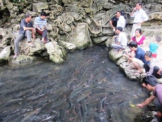 Thế giới tâm linh - Ba đàn cá thần dân không dám ăn thịt tại thanh hóa