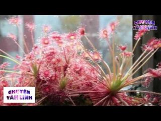 Chuyện Tâm Linh - Tìm hiểu vê những bí mật trong thuật luyện ngải