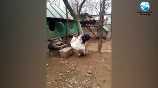 Giant Chicken in Viral Video Is Real